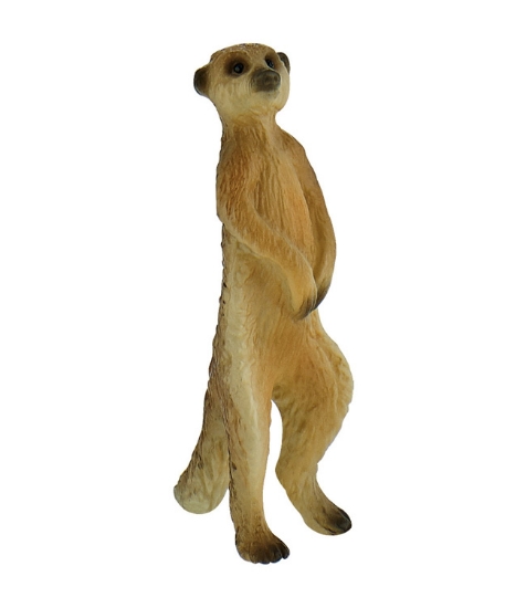 Imagine Meerkat